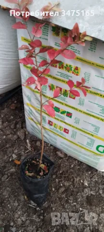 Индийски люляк (розов), снимка 1