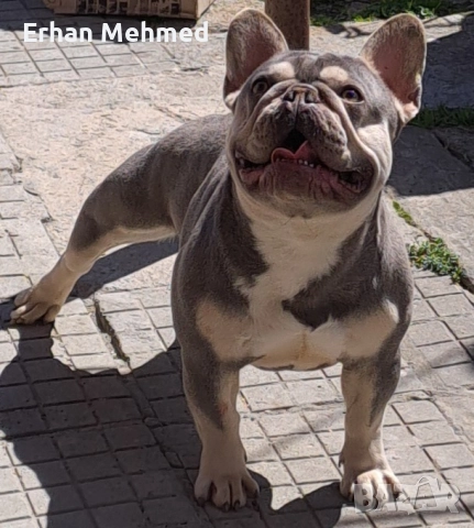 Френски булдог 