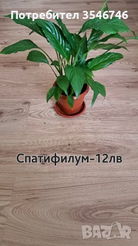 Спатифилум , снимка 2 - Стайни растения - 43700756