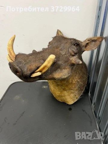 Препариран трофей брадавичеста свиня, снимка 2 - Други - 50464318