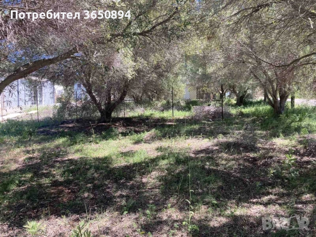 Парцел в Халкидики, снимка 3 - Парцели - 51346508