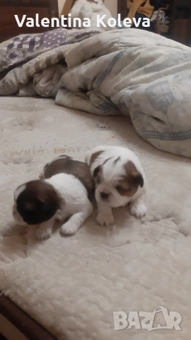 шест щастие любов, порода Ши Тцу , снимка 6 - Ши Тцу - 52838430