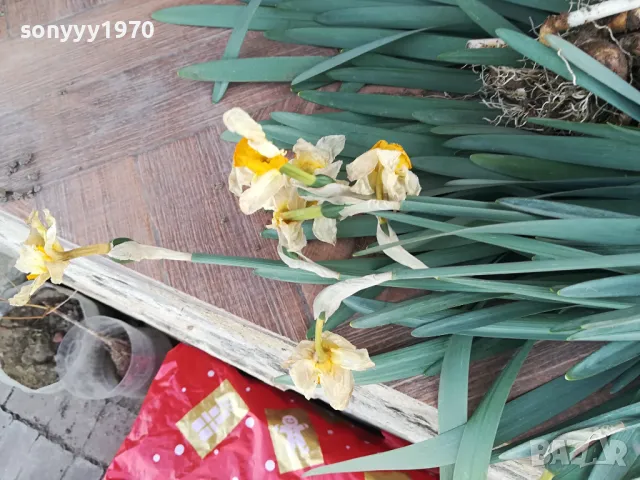 НАРЦИСИ-ГРЪМ ОТ 25БР ЗА 25ЛВ 1004251505, снимка 3 - Градински цветя и растения - 49846195