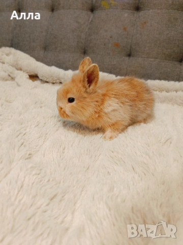 Декоративни зайчета, ангора, снимка 6 - Декоративни зайчета - 53088198