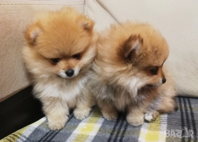 Померан, снимка 1