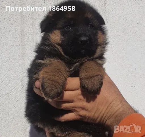 Мъжки Немски Овчарки, снимка 3 - Немска овчарка - 50003277