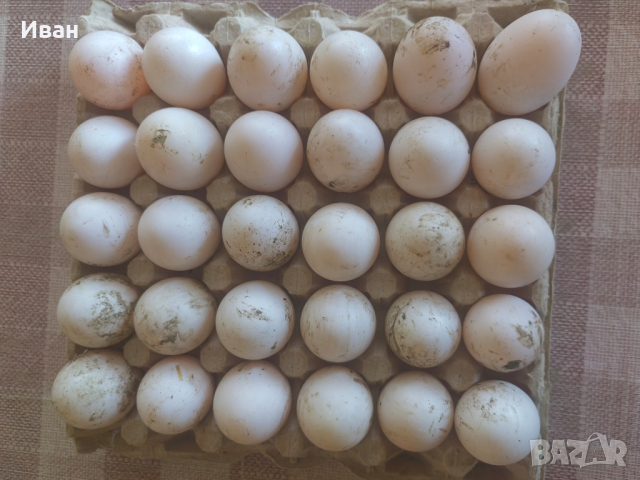 Продавам яйца от патици , снимка 1 - Патици и гъски - 44911458