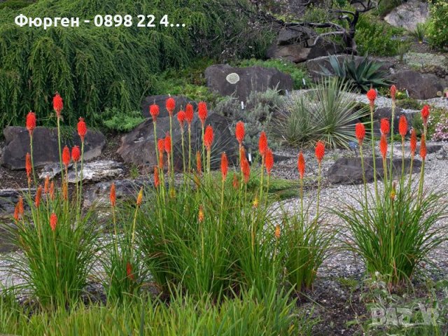 Книфофия - факелна лилия, снимка 4 - Разсади - 38086906