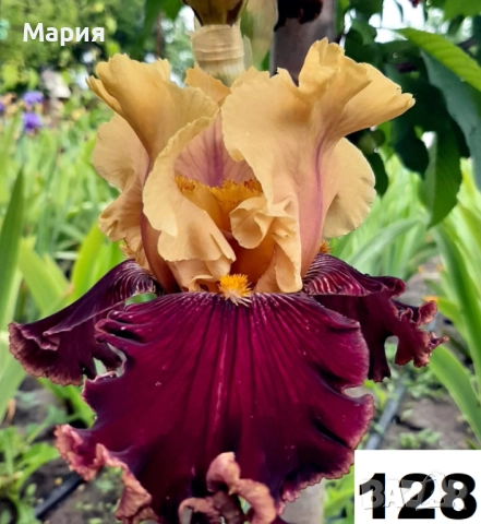 Сортови вискоки ириси /брадати ириси, снимка 4 - Сортови семена и луковици - 46410355