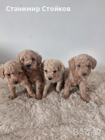 Пудел , снимка 1