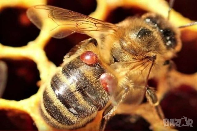 АМИТРАЗ 12,5% Украински ампули 1 мл ( аналог на Бипин Т ) - комплект от 5 бр СРОК НА ГОДНОСТ 5.2025Г, снимка 5 - За пчели - 27157683