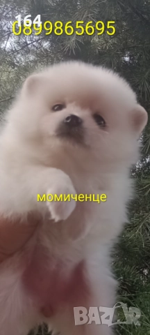 Чисто бели минита. Померани., снимка 5 - Померан - 52926789