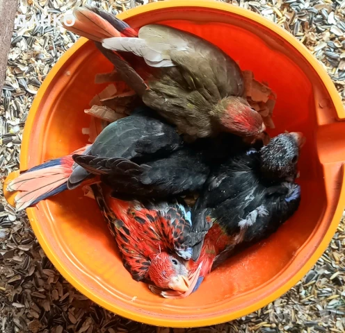 ПЕНАНТОВИ И ПЪСТРИ РОЗЕЛИ–МУТАЦИИ/тазигодишни/, снимка 9 - Папагали - 50988054