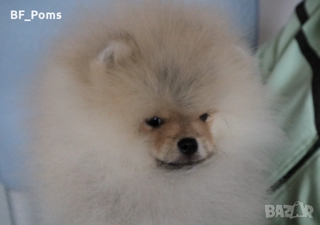 Страхотно момченце померан с родословие FCI, снимка 7 - Померан - 52918943