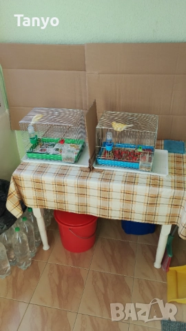 Мъжко и женско,тазгодишни.Орфей, снимка 3 - Канари - 52772739