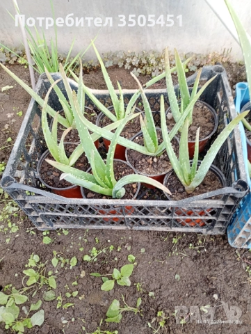 Лечебно алое вера , снимка 5 - Стайни растения - 52409354