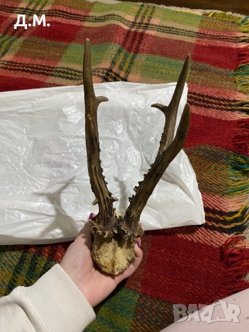Рога от сръндак , снимка 8 - Антикварни и старинни предмети - 53142670