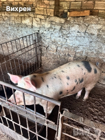 Продавам домашно отгледани  прасета, снимка 5 - За селскостопански - 51880163