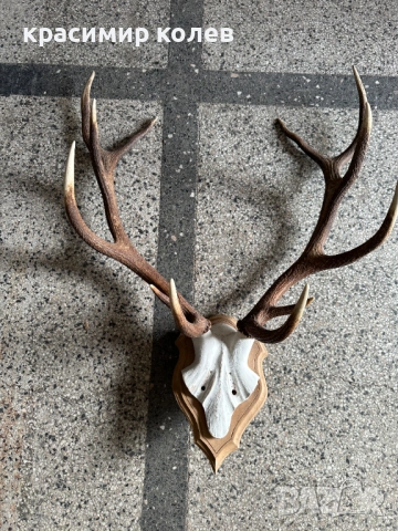 ловен трофей от благороден елен, снимка 5 - Антикварни и старинни предмети - 53393082