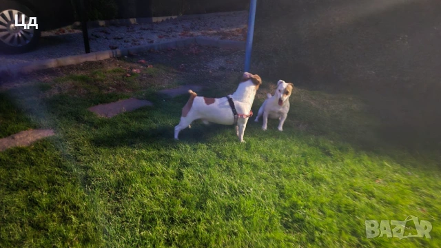 Джак ръсел териер , снимка 7 - Джак ръсел териер - 53529762