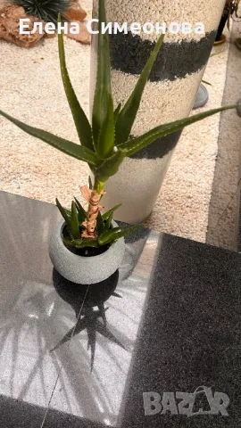 Алое , снимка 2 - Градински цветя и растения - 47641119