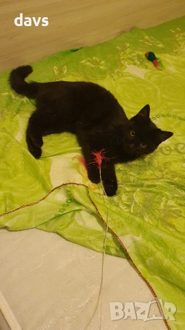 Приемен / постоянен Дом за Черна принцеса