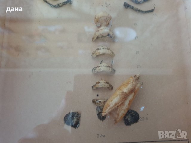 Разчленен речен рак , снимка 4 - Други ценни предмети - 33483927