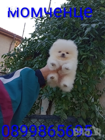 Миниатюрен. Бял мини Померан., снимка 8 - Померан - 52854100