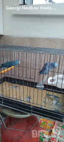 Продавам чифт врабчови папагали, снимка 1
