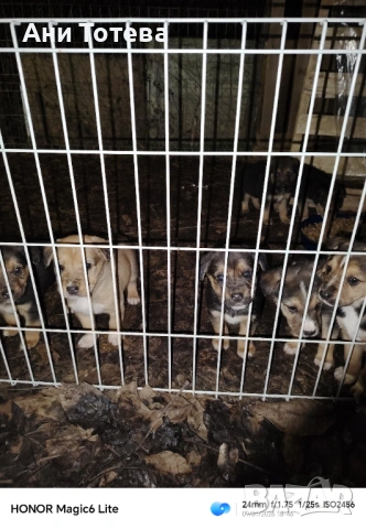 Подарявам, снимка 4 - Немска овчарка - 53217219