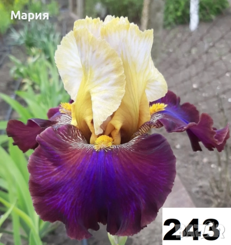 Сортови вискоки ириси /брадати ириси, снимка 17 - Градински цветя и растения - 51459299