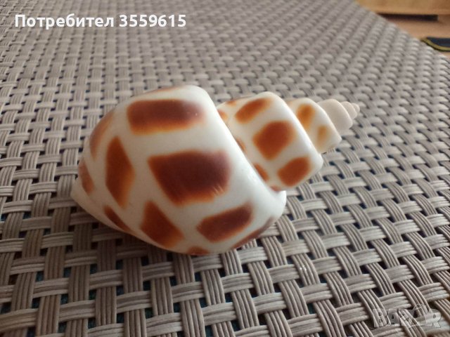 океанска раковина от Хавайските острови, снимка 1