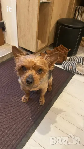 Йорки Джаки търси приятелка :) заплащане!, снимка 2 - Йоркширски териер - 40249670