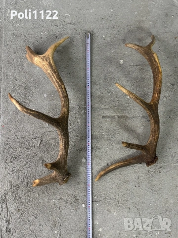 Рога от Елен, снимка 8 - Антикварни и старинни предмети - 53416337
