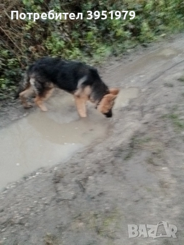 Продавам мъжка немска овчарка, снимка 7 - Немска овчарка - 52170970