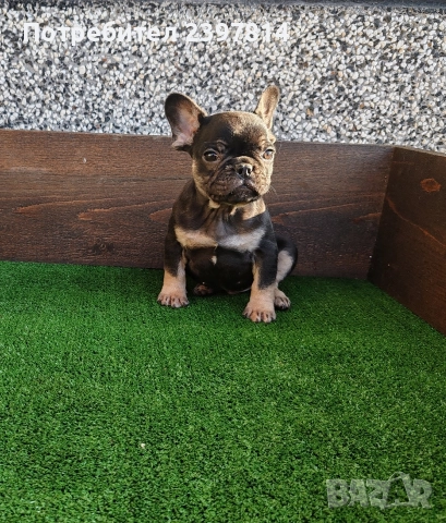 Френски булдог , снимка 13 - Френски булдог - 52372599
