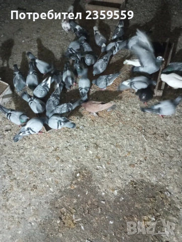 Пощенски гълъби за състезания., снимка 4 - Гълъби - 53116863
