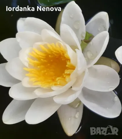 ВОДНА ЛИЛИЯ 