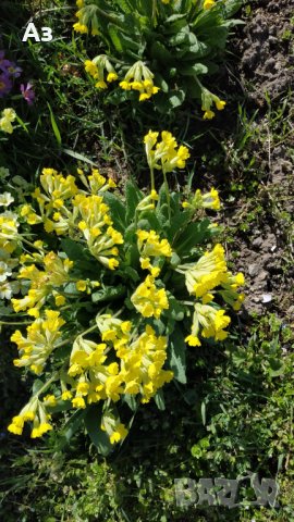 Продавам разсад на цветя Иглика горска, снимка 12 - Разсади - 44025519