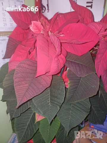 Голямя коледна звезда.