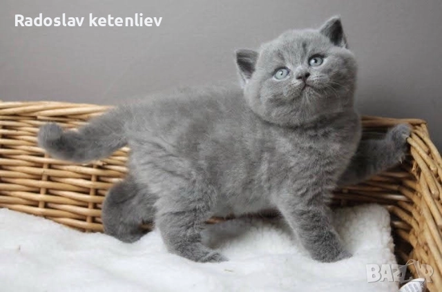 Шотландска клепоуха , снимка 2 - Британска късокосместа - 52379618