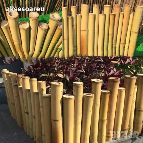 Семена от гигантски бамбук Moso Bambo градински горски декоративни растения декорация за градината д, снимка 6 - Сортови семена и луковици - 37768489