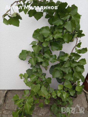 Градински,едролист бръшлян, снимка 2 - Градински цветя и растения - 33219400