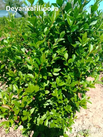 Зелен лигуструм   ,подрязван  гол корен- 070 см последни бройки ., снимка 8 - Градински цветя и растения - 18136492