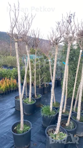 Кълбовидна Каталпа , снимка 2 - Градински цветя и растения - 48341348