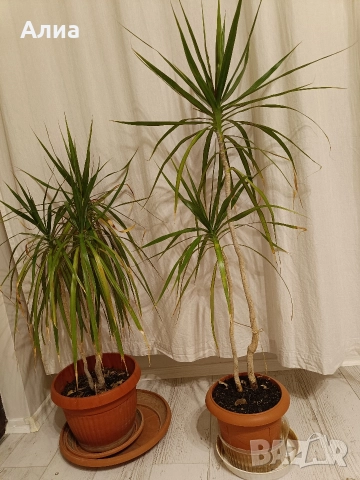 Драцена маргината и Драцена фрагранс, снимка 12 - Стайни растения - 42065724