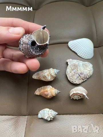 Морски раковини, снимка 4 - Други - 53444565