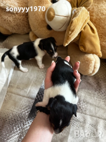 ДЖАК РЪСЕЛ 250ЛВ ЗА БРОЙ 1209252014, снимка 16 - Джак ръсел териер - 51694568