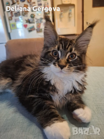 Котета Мейн кун, снимка 13 - Мейн кун - 53102328