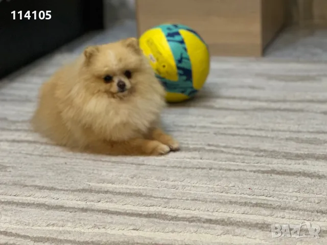 Померан мъжки, снимка 4 - Померан - 49418362